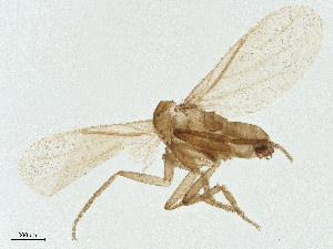  ( - CBG-A39033-H05)  @11 [ ] CreativeCommons - Attribution Share - Alike (2025) CBG Photography Group Centre for Biodiversity Genomics