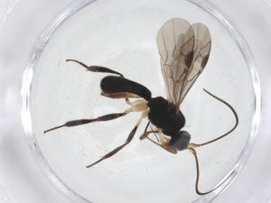  ( - CBG-A40264-G05)  @11 [ ] CreativeCommons - Attribution Share - Alike (2024) Centre for Biodiversity Genomics Centre for Biodiversity Genomics