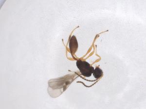  ( - CBG-A40267-E02)  @11 [ ] CreativeCommons - Attribution Share - Alike (2024) Centre for Biodiversity Genomics Centre for Biodiversity Genomics