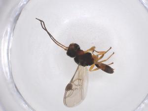  (Eubazus malaise7157 - CBG-A40270-D02)  @11 [ ] CreativeCommons - Attribution Share - Alike (2024) Centre for Biodiversity Genomics Centre for Biodiversity Genomics