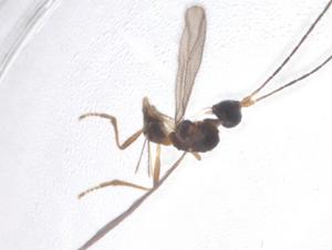  (alyMalaise01 Malaise5212 - CBG-A40270-F01)  @11 [ ] CreativeCommons - Attribution Share - Alike (2024) Centre for Biodiversity Genomics Centre for Biodiversity Genomics