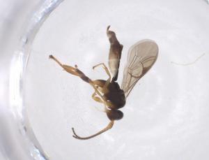  ( - CBG-A40270-G09)  @11 [ ] CreativeCommons - Attribution Share - Alike (2024) Centre for Biodiversity Genomics Centre for Biodiversity Genomics