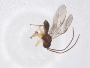  (Opius Malaise3161 - CBG-A40273-F02)  @11 [ ] CreativeCommons - Attribution Share - Alike (2024) Centre for Biodiversity Genomics Centre for Biodiversity Genomics