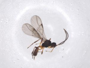  ( - CBG-A40274-D10)  @11 [ ] CreativeCommons - Attribution Share - Alike (2024) Centre for Biodiversity Genomics Centre for Biodiversity Genomics