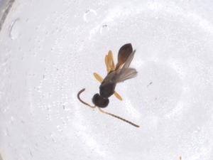  ( - CBG-A40274-E10)  @11 [ ] CreativeCommons - Attribution Share - Alike (2024) Centre for Biodiversity Genomics Centre for Biodiversity Genomics