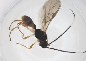  ( - CBG-A40275-A09)  @11 [ ] CreativeCommons - Attribution Share - Alike (2024) Centre for Biodiversity Genomics Centre for Biodiversity Genomics