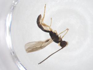  ( - CBG-A40275-G05)  @11 [ ] CreativeCommons - Attribution Share - Alike (2024) Centre for Biodiversity Genomics Centre for Biodiversity Genomics