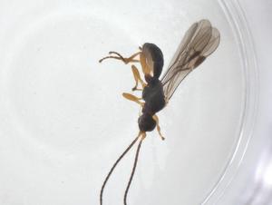  (Facitorini - CBG-A40276-A01)  @11 [ ] CreativeCommons - Attribution Share - Alike (2024) Centre for Biodiversity Genomics Centre for Biodiversity Genomics