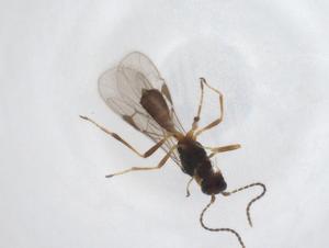  ( - CBG-A40276-D08)  @11 [ ] CreativeCommons - Attribution Share - Alike (2024) Centre for Biodiversity Genomics Centre for Biodiversity Genomics