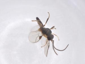  ( - CBG-A40277-B03)  @11 [ ] CreativeCommons - Attribution Share - Alike (2024) Centre for Biodiversity Genomics Centre for Biodiversity Genomics