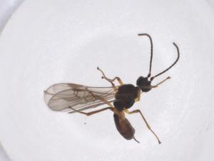  ( - CBG-A40277-B08)  @11 [ ] CreativeCommons - Attribution Share - Alike (2024) Centre for Biodiversity Genomics Centre for Biodiversity Genomics