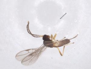  (Blacus Malaise7755 - CBG-A40277-F11)  @11 [ ] CreativeCommons - Attribution Share - Alike (2024) Centre for Biodiversity Genomics Centre for Biodiversity Genomics