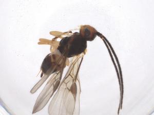  ( - CBG-A40277-G01)  @11 [ ] CreativeCommons - Attribution Share - Alike (2024) Centre for Biodiversity Genomics Centre for Biodiversity Genomics