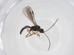  ( - CBG-A40278-C09)  @11 [ ] CreativeCommons - Attribution Share - Alike (2024) Centre for Biodiversity Genomics Centre for Biodiversity Genomics