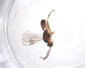  (Syntretus Malaise3484 - CBG-A40280-H01)  @11 [ ] CreativeCommons - Attribution Share - Alike (2024) Centre for Biodiversity Genomics Centre for Biodiversity Genomics