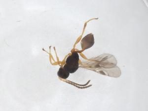  ( - CBG-A40281-A06)  @11 [ ] CreativeCommons - Attribution Share - Alike (2024) Centre for Biodiversity Genomics Centre for Biodiversity Genomics