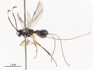  (Eubazus Malaise4090 - CBG-A51063-F01)  @11 [ ] CreativeCommons - Attribution Share - Alike (2024) CBG Photography Group Centre for Biodiversity Genomics