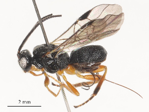  ( - CBG-A51063-F02)  @11 [ ] CreativeCommons - Attribution Share - Alike (2024) CBG Photography Group Centre for Biodiversity Genomics