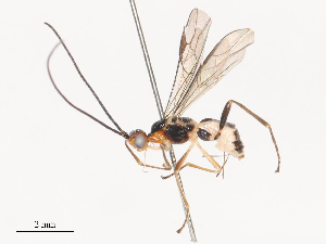  ( - CBG-A51063-G01)  @11 [ ] CreativeCommons - Attribution Share - Alike (2024) CBG Photography Group Centre for Biodiversity Genomics