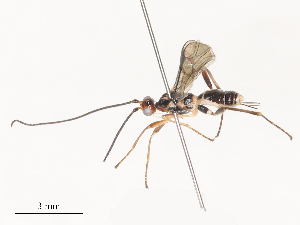  ( - CBG-A51063-G02)  @11 [ ] CreativeCommons - Attribution Share - Alike (2024) CBG Photography Group Centre for Biodiversity Genomics