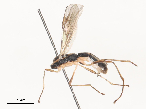  ( - CBG-A51063-G03)  @11 [ ] CreativeCommons - Attribution Share - Alike (2024) CBG Photography Group Centre for Biodiversity Genomics