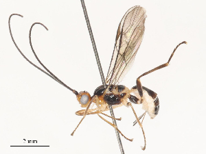  ( - CBG-A51063-G06)  @11 [ ] CreativeCommons - Attribution Share - Alike (2024) CBG Photography Group Centre for Biodiversity Genomics