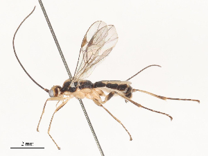  (Aleiodes Malaise5649 - CBG-A51063-G07)  @11 [ ] CreativeCommons - Attribution Share - Alike (2024) CBG Photography Group Centre for Biodiversity Genomics