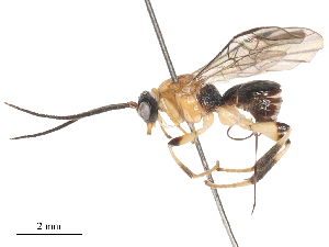  ( - CBG-A51063-G12)  @11 [ ] CreativeCommons - Attribution Share - Alike (2024) CBG Photography Group Centre for Biodiversity Genomics