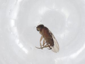  (tachMalaise01 Malaise4742 - CBG-A52310-E11)  @11 [ ] CreativeCommons - Attribution Share - Alike (2024) Centre for Biodiversity Genomics Centre for Biodiversity Genomics