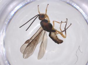  ( - CBG-A52843-E04)  @11 [ ] CreativeCommons - Attribution Share - Alike (2024) Centre for Biodiversity Genomics Centre for Biodiversity Genomics