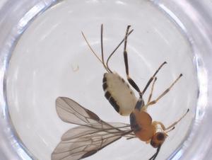  ( - CBG-A52843-E08)  @11 [ ] CreativeCommons - Attribution Share - Alike (2024) Centre for Biodiversity Genomics Centre for Biodiversity Genomics