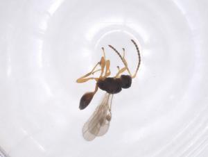  ( - CBG-A52843-F12)  @11 [ ] CreativeCommons - Attribution Share - Alike (2024) Centre for Biodiversity Genomics Centre for Biodiversity Genomics