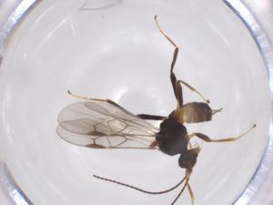  ( - CBG-A52843-G02)  @11 [ ] CreativeCommons - Attribution Share - Alike (2024) Centre for Biodiversity Genomics Centre for Biodiversity Genomics