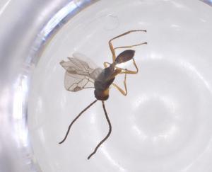  (Microctonus Malaise0487 - CBG-A52843-G04)  @11 [ ] CreativeCommons - Attribution Share - Alike (2024) Centre for Biodiversity Genomics Centre for Biodiversity Genomics