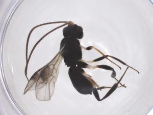  ( - CBG-A52843-H03)  @11 [ ] CreativeCommons - Attribution Share - Alike (2024) Centre for Biodiversity Genomics Centre for Biodiversity Genomics