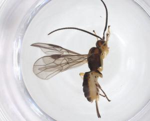  (Bracon Malaise3042 - CBG-A52844-A04)  @11 [ ] CreativeCommons - Attribution Share - Alike (2024) Centre for Biodiversity Genomics Centre for Biodiversity Genomics