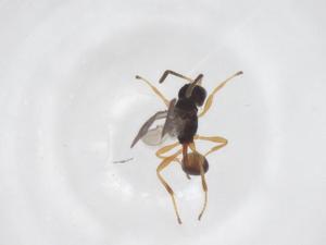  ( - CBG-A52844-B04)  @11 [ ] CreativeCommons - Attribution Share - Alike (2024) Centre for Biodiversity Genomics Centre for Biodiversity Genomics