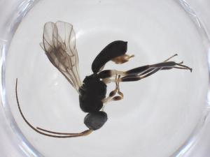  ( - CBG-A52844-B07)  @11 [ ] CreativeCommons - Attribution Share - Alike (2024) Centre for Biodiversity Genomics Centre for Biodiversity Genomics