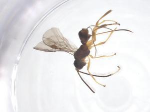  ( - CBG-A52844-C01)  @11 [ ] CreativeCommons - Attribution Share - Alike (2024) Centre for Biodiversity Genomics Centre for Biodiversity Genomics