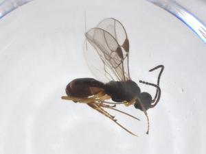  ( - CBG-A52844-D02)  @11 [ ] CreativeCommons - Attribution Share - Alike (2024) Centre for Biodiversity Genomics Centre for Biodiversity Genomics