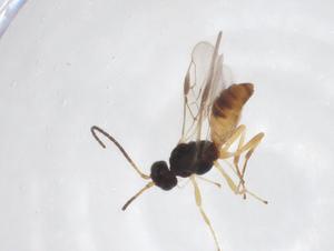  (Gnamptodon Malaise4524 - CBG-A52844-F04)  @11 [ ] CreativeCommons - Attribution Share - Alike (2024) Centre for Biodiversity Genomics Centre for Biodiversity Genomics