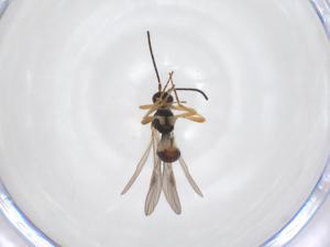  ( - CBG-A52844-F11)  @11 [ ] CreativeCommons - Attribution Share - Alike (2024) Centre for Biodiversity Genomics Centre for Biodiversity Genomics