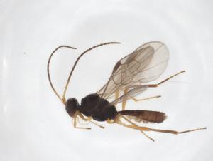  ( - CBG-A52844-H06)  @11 [ ] CreativeCommons - Attribution Share - Alike (2024) Centre for Biodiversity Genomics Centre for Biodiversity Genomics