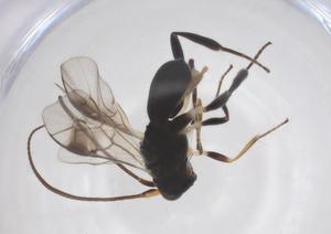  ( - CBG-A52845-B03)  @11 [ ] CreativeCommons - Attribution Share - Alike (2024) Centre for Biodiversity Genomics Centre for Biodiversity Genomics