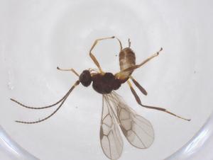  ( - CBG-A52845-B11)  @11 [ ] CreativeCommons - Attribution Share - Alike (2024) Centre for Biodiversity Genomics Centre for Biodiversity Genomics