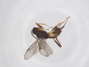  ( - CBG-A52845-D02)  @11 [ ] CreativeCommons - Attribution Share - Alike (2024) Centre for Biodiversity Genomics Centre for Biodiversity Genomics