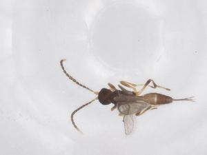  ( - CBG-A52845-D05)  @11 [ ] CreativeCommons - Attribution Share - Alike (2024) Centre for Biodiversity Genomics Centre for Biodiversity Genomics