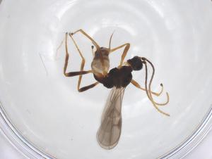  ( - CBG-A52845-E12)  @11 [ ] CreativeCommons - Attribution Share - Alike (2024) Centre for Biodiversity Genomics Centre for Biodiversity Genomics