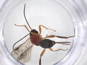  ( - CBG-A52845-F01)  @11 [ ] CreativeCommons - Attribution Share - Alike (2024) Centre for Biodiversity Genomics Centre for Biodiversity Genomics