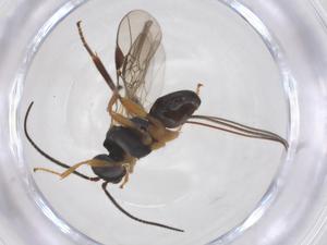  ( - CBG-A52845-F02)  @11 [ ] CreativeCommons - Attribution Share - Alike (2024) Centre for Biodiversity Genomics Centre for Biodiversity Genomics